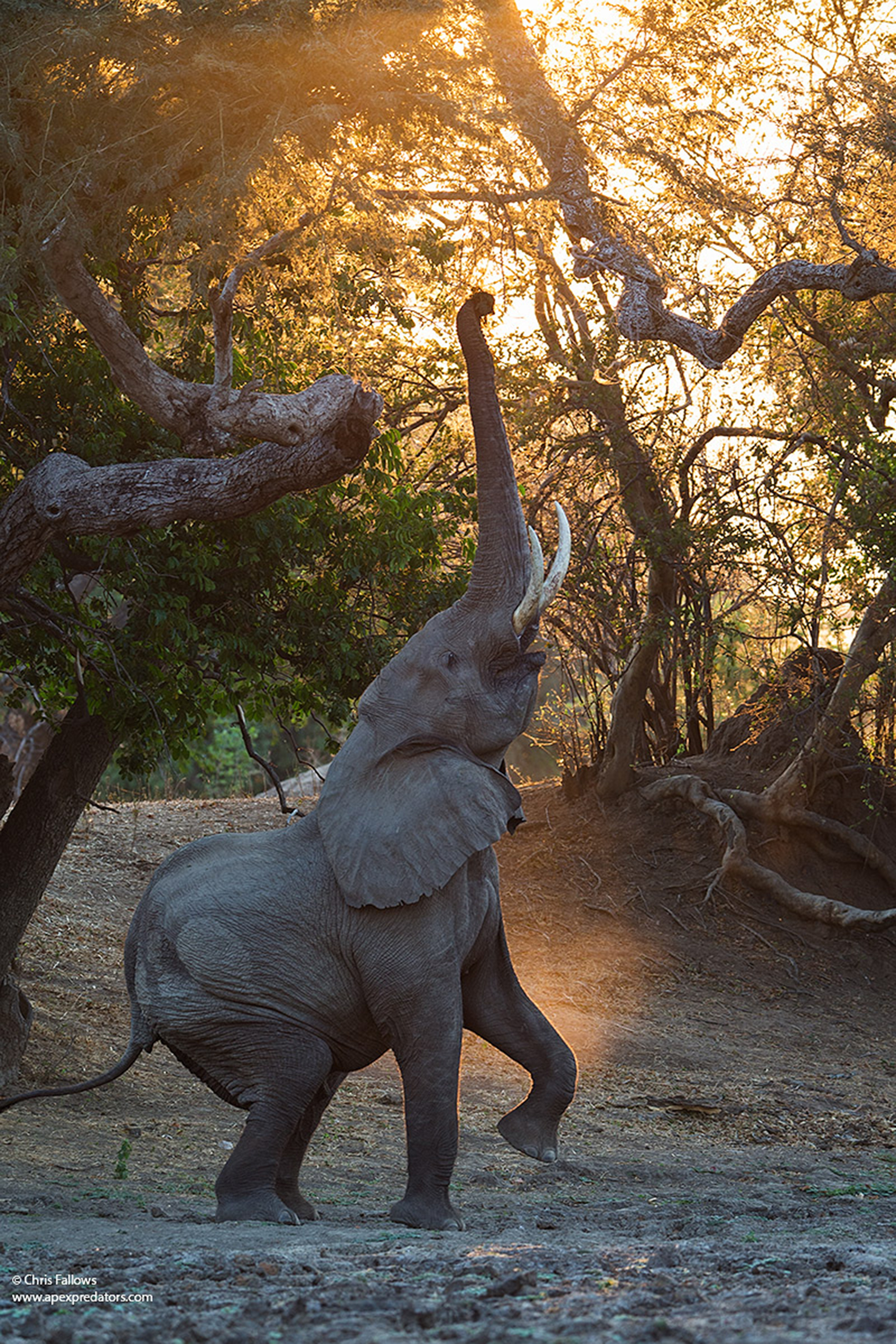 An elephant reaching into trees at golden hour