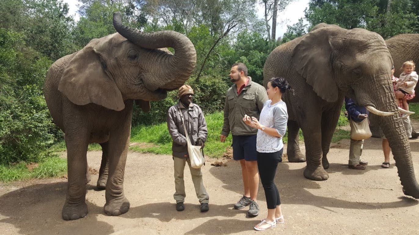A herd of elephants near water